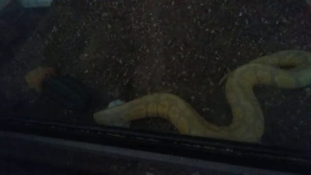 Lavendo, my Lavendar Ball Python eating live mice! |Ms Monster. ? смотреть онлайн