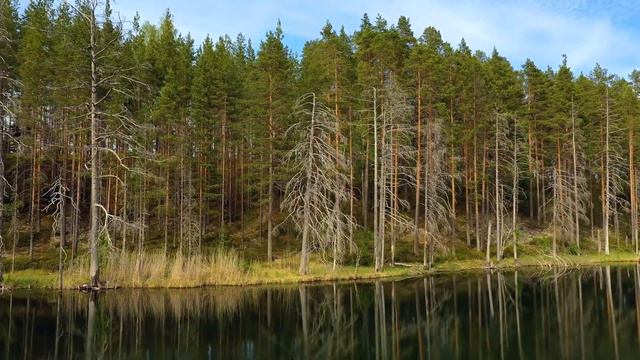 Dan Gibson’s Solitudes - Lakeside Retreat | Moose Country смотреть онлайн