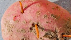 Обязательно Киньте Горсть в Лунку При Посадке Картофеля! Удивитесь Крупному Урожаю Без Проволочника