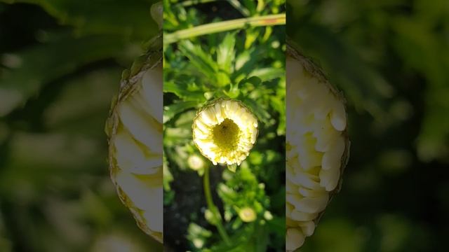 Ромашка - цветок любви и верности! смотреть онлайн