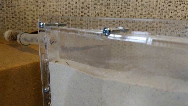 Муравьиная жизнь в грунтовом формикарии смотреть онлайн