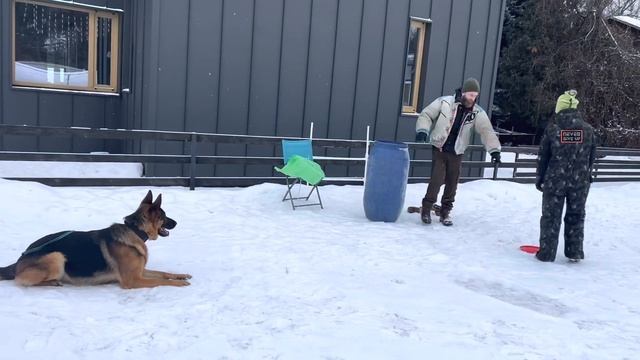 Школа для собак ?Клевер?. Дрессировка немецкой овчарки Лаки по курсу «Городская защитная собака» смотреть онлайн