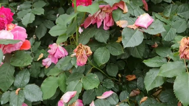 ОШИБКИ, ИЗ-ЗА КОТОРЫХ РОЗЫ УЖАСНО ЦВЕТУТ! Как ПРАВИЛЬНО обрезать розы ЛЕТОМ ПОСЛЕ ЦВЕТЕНИЯ смотреть онлайн