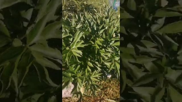 Пион Бартзелла/Paeonia Bartzella цветение в 2020, жёлтый пион смотреть онлайн