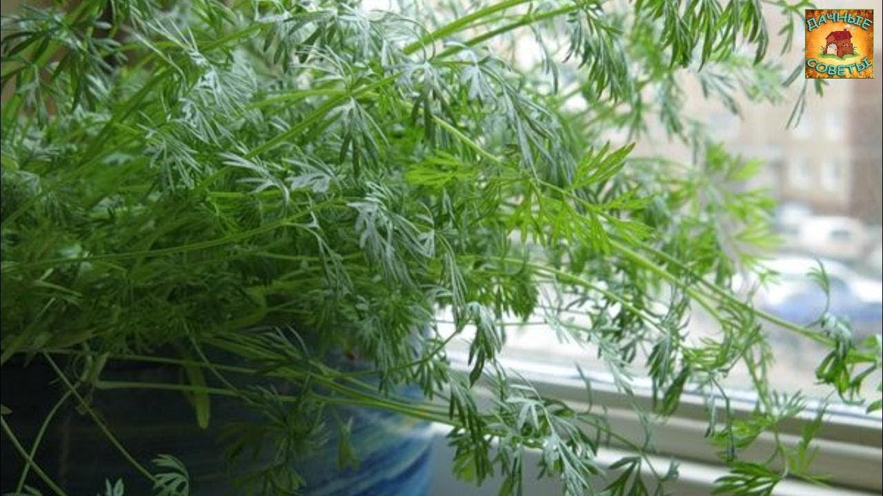 Как вырастить укроп на подоконнике Секреты и советы для получения хорошего урожая в зимнее время смотреть онлайн