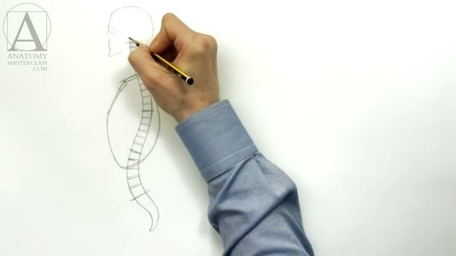 Human Torso Anatomy - Anatomy Master Class смотреть онлайн