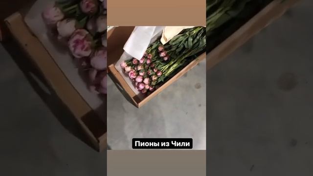 Пионы Чилли 65 см 239 ₽ смотреть онлайн