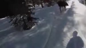 Необычный случай нападения лося на человека!!!ЖЕСТЬ