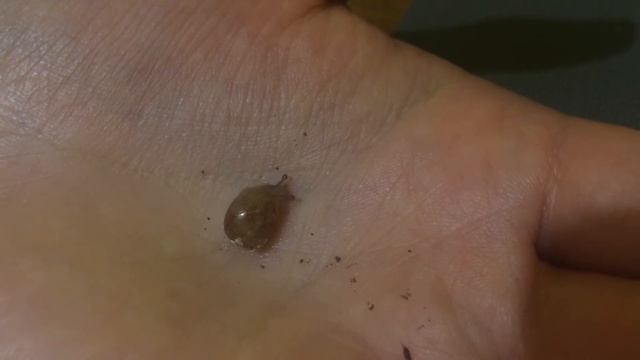 УЛИТКА снесла ЯЙЦА! ВЫЛУПЛЕНИЕ из яйца Маленького улитеныша)) Рождение улитки ахатинки из яйца.