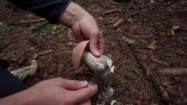 Most AMAZING September Mushroom Hunting - Lots Of Mushrooms | Boletus Edulis | Cep | Funghi Porcini
