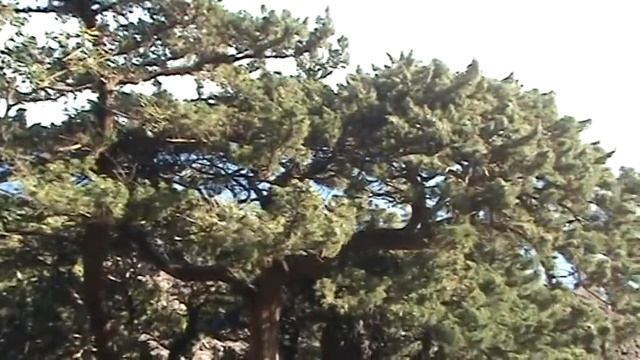 Jogasaki Kaigan смотреть онлайн