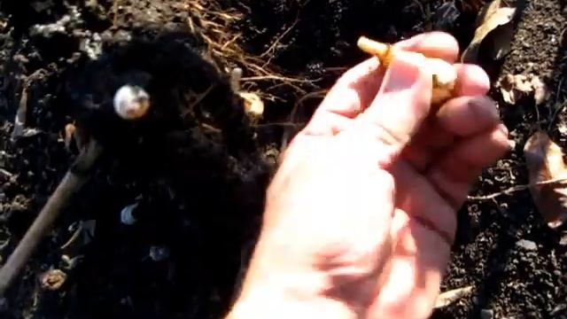 Накопал мёрзлого топинамбура смотреть онлайн