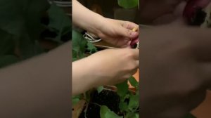 Редиска на подоконнике. Урожай