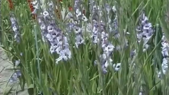 Настоящий хозяин. Бегония, дарим цветы зимой. Дарим луковицы гладиолусов. Георгины в горшках. смотреть онлайн