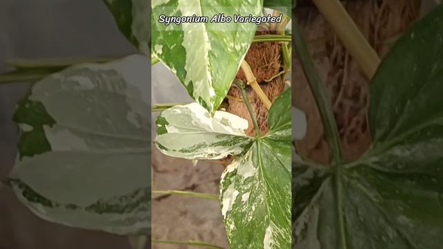 Syngonium Albo Variegated смотреть онлайн