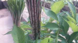 Аморфофаллус. Цветок из тропиков дома.