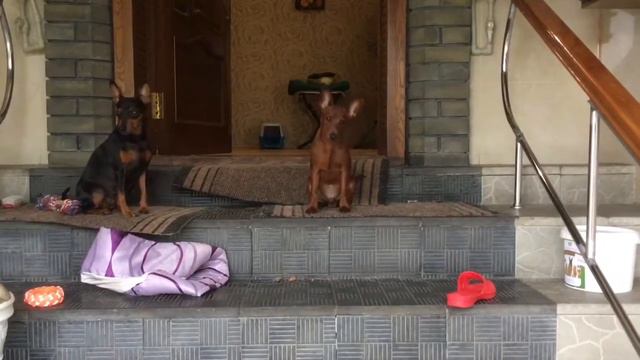 Kennel Royal Dignity ,Fill Florian Royal Dignity(цвергпинчер),продажа смотреть онлайн