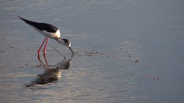 OPEN.KZ - Иле-Балхашский Заповедник - Ходулочник - Kazakhstan Birds - Black-necked Stilt