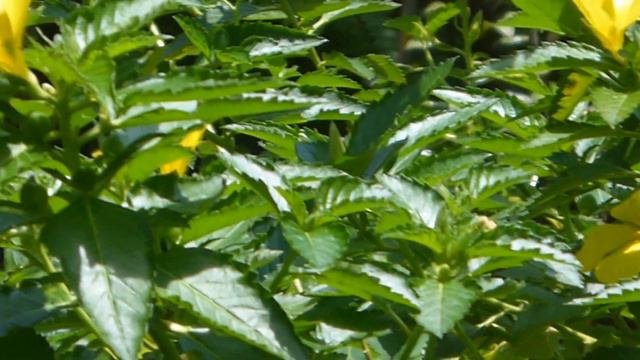 PHILIPPINES TRAVEL CHANNEL FOOTAGE - Filippine Travel Blog - Pinoy Travel [HD] #Philippines смотреть онлайн