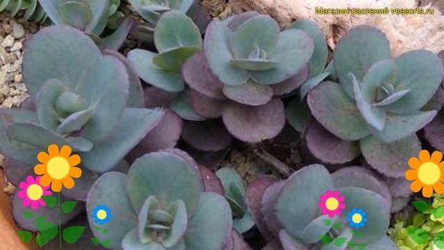 Очиток гибридный Санспарклер Блю Перл. Краткий обзор, описание sedum hybr. Sunsparkler Blue Pearl смотреть онлайн