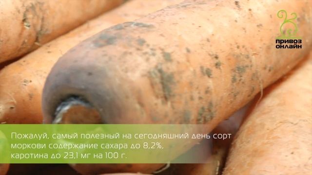 Морковь красная смотреть онлайн