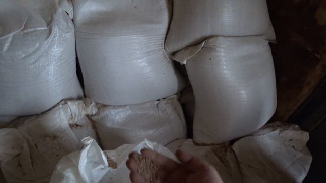 ГЕМОРОЙ со СВИНЬЯМИ,и ценами на корма