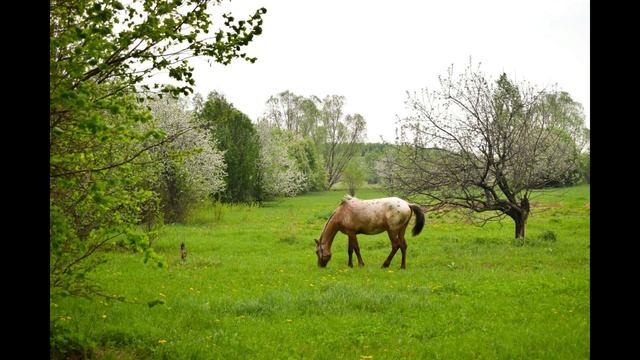 ЛЕТО В НАШЕЙ УСАДЬБЕ (ФОТОПОДБОРКА) смотреть онлайн