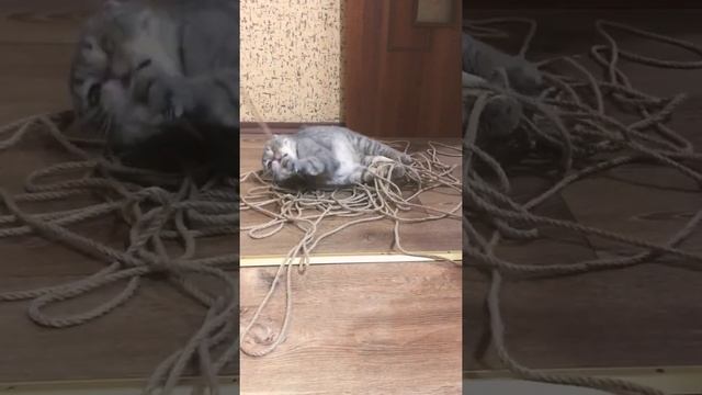 Кот мечтал о когтеточке и мы исполнили его мечту применив джутовый канат смотреть онлайн