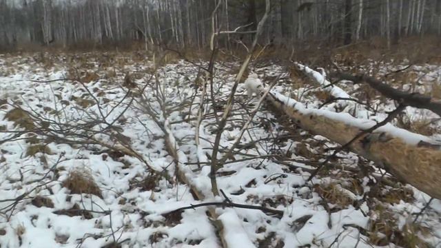 Прогулка по лесу! Закрытие бесснежного сезона.