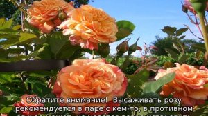 Роза Алоха