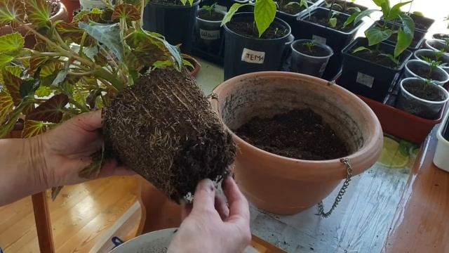 Высаживаем бегонии в постоянные горшки. 12 апреля 2023г. смотреть онлайн