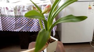 Hippeastrum. Гиппеаструм  цветение и процесс роста  за 14 дней.