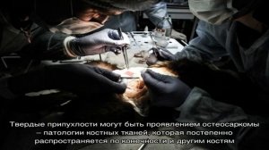 Опухоли у собак: симптомы, как лечить