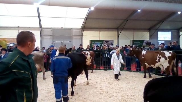 Ярославская порода. ВДНХ 2019. смотреть онлайн