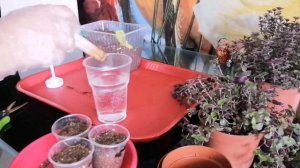 Каллизия - комнатное растение для новичков!