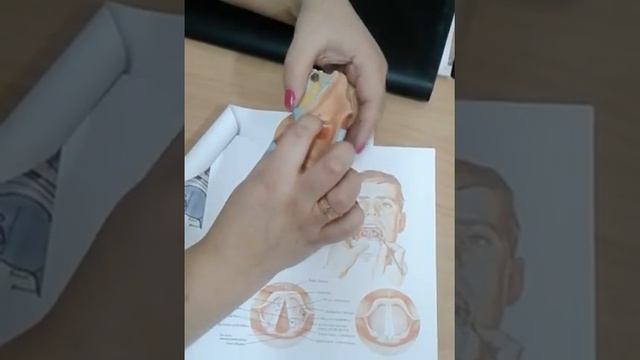 Дыхательная система: наружный нос(nasus externus), полость носа(cavitas nasi), гортань (larynx) смотреть онлайн