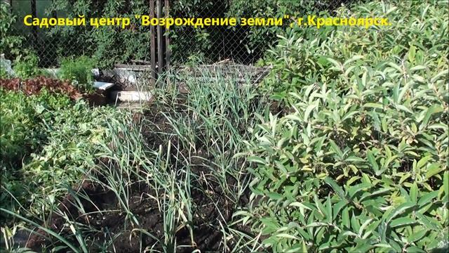 Вершки садовых растений и их польза. смотреть онлайн