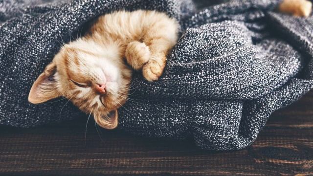 Flëur - Тёплые коты KARAOKE