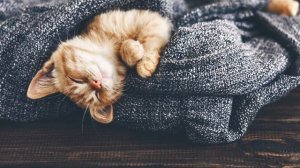 Flëur - Тёплые коты KARAOKE