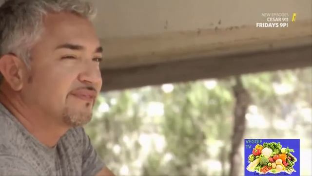 Real Story of the dog whisperer Cesar Millan, success and fails! смотреть онлайн