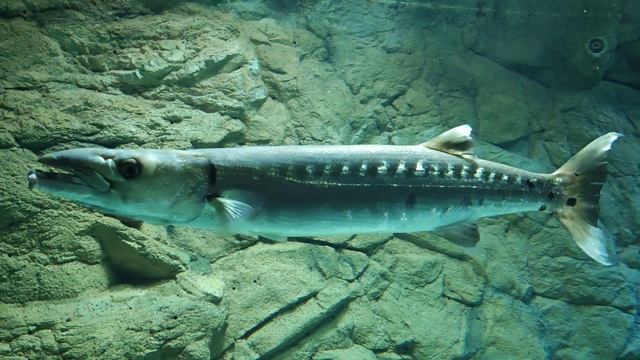 Океанариум санкт- Петербурга 2023 ч.  1/14