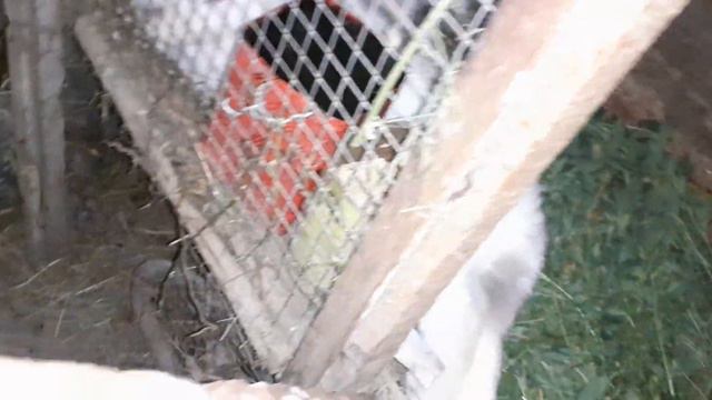 #🐇 Кролики Развидение кроликов в домашнем хозяйсве/2 часть смотреть онлайн