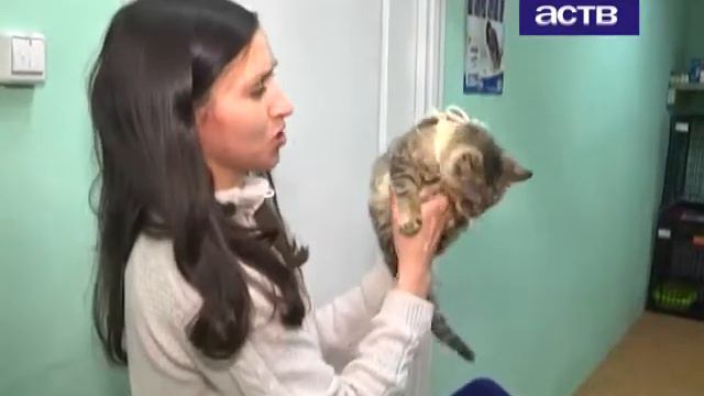 Четыре красотки. Выбирай любую! смотреть онлайн