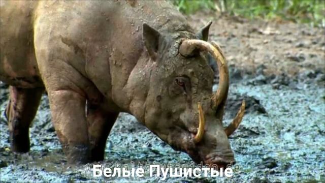 БАБИРУССА?/Копытные/Животные/Интересные факты смотреть онлайн