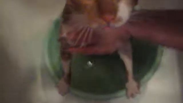 Мытье кота! смотреть онлайн