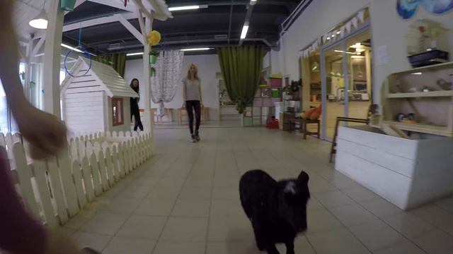 Контактный зоопарк БЕБЕКА смотреть онлайн