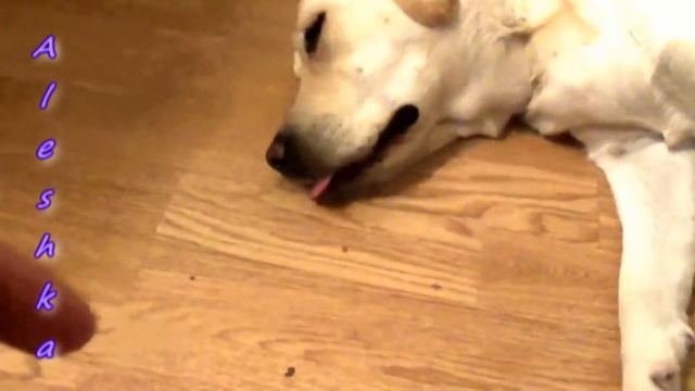 Собаки спят с высунутым языком . смотреть онлайн