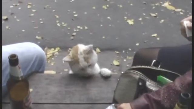 Этот кот - не пропадёт.Запорожье. смотреть онлайн