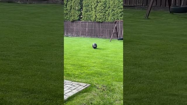 Кабан секач атакует человека смотреть онлайн