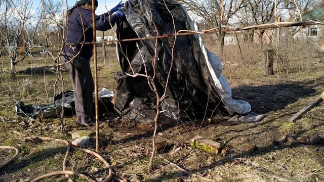 Освобождаем инжир от зимнего укрытия! Готовим к адаптации к весенним погодным условиям. 18.03.2021 смотреть онлайн